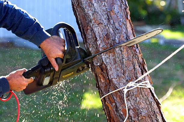  , USA Tree Removal Services Pros